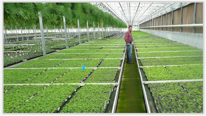 Ferns for Growers and Retail Stores