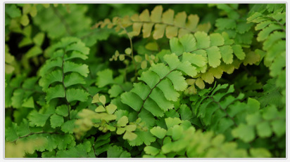 Ferns for Growers and Retail Stores